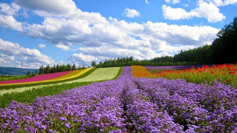 Best time to visit Dalat 