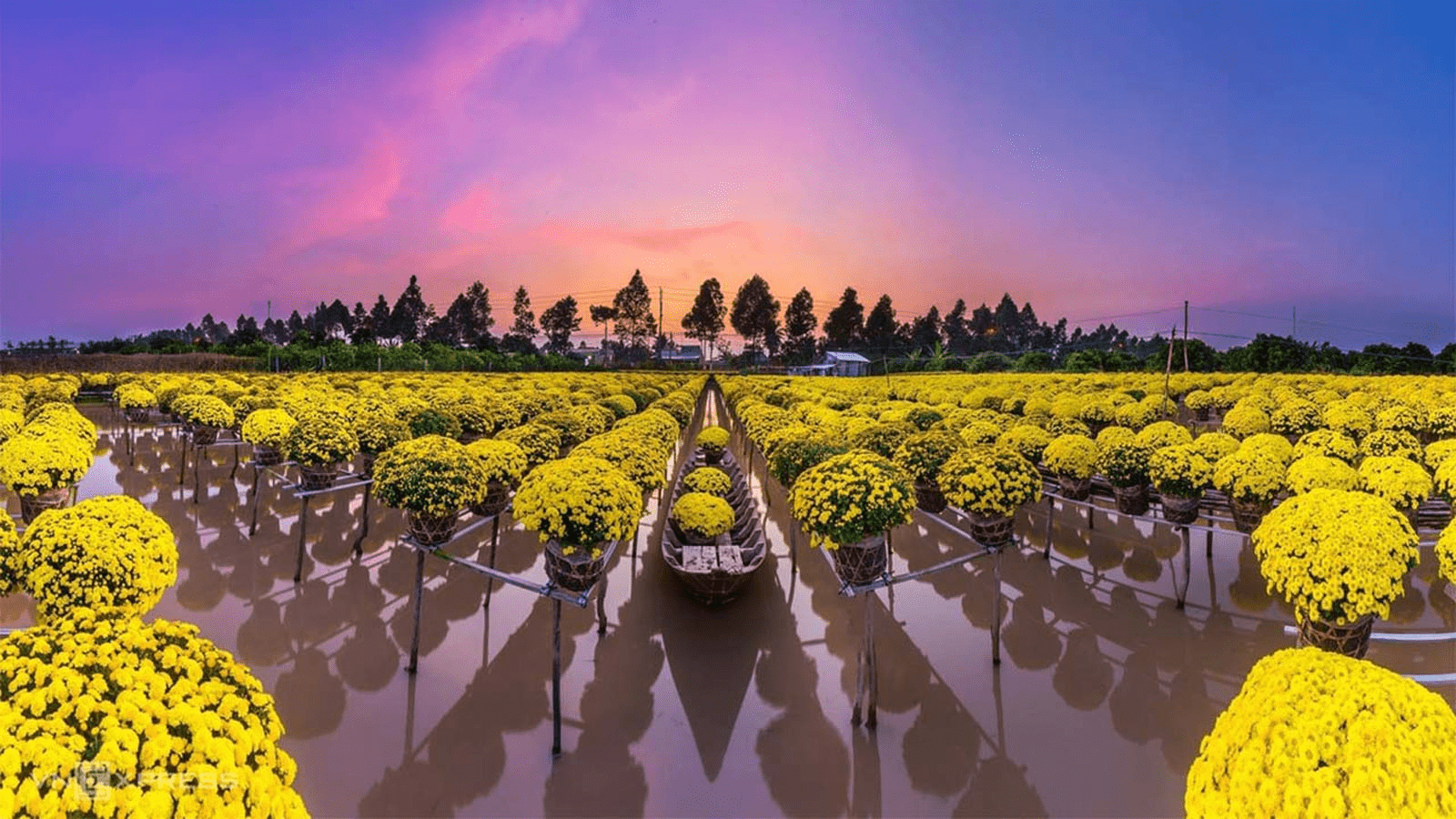History of Sa Dec flower village