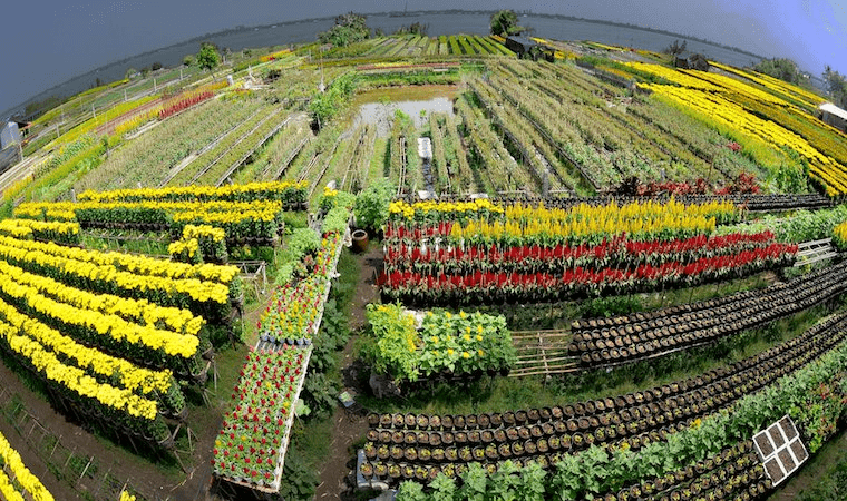 Sa Dec flower village