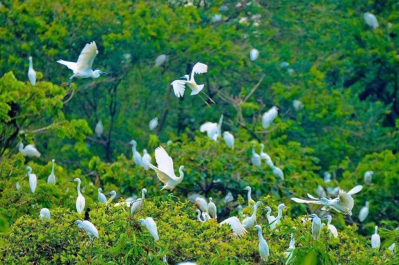 bang-lang-stork-garden