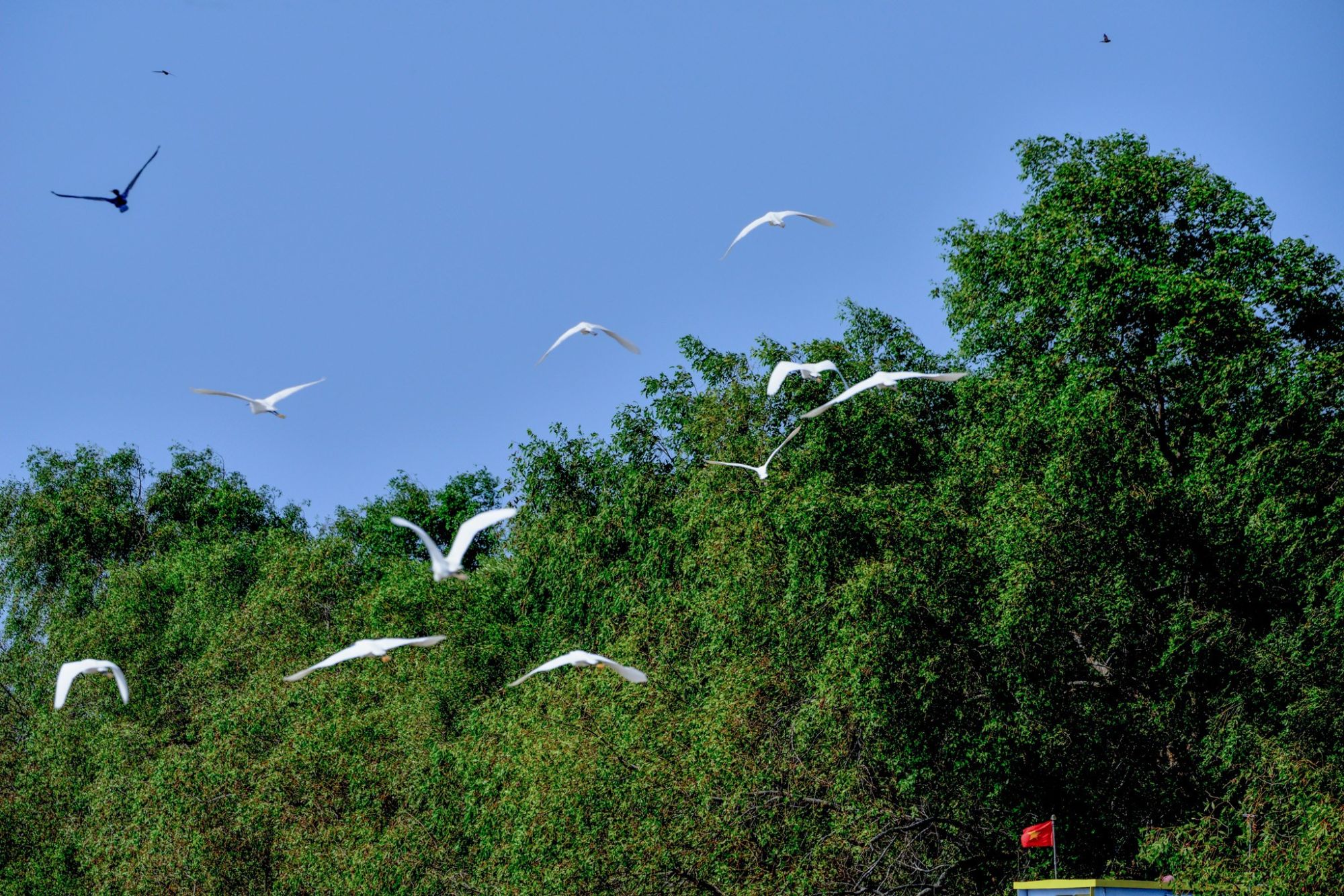 vam-ho-bird-sanctuary-source-bo-van-hoa-the-thao-va-du-lich-