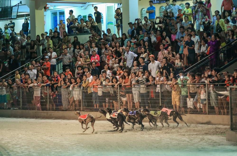 watch-greyhound-racing-at-lam-son-stadium
