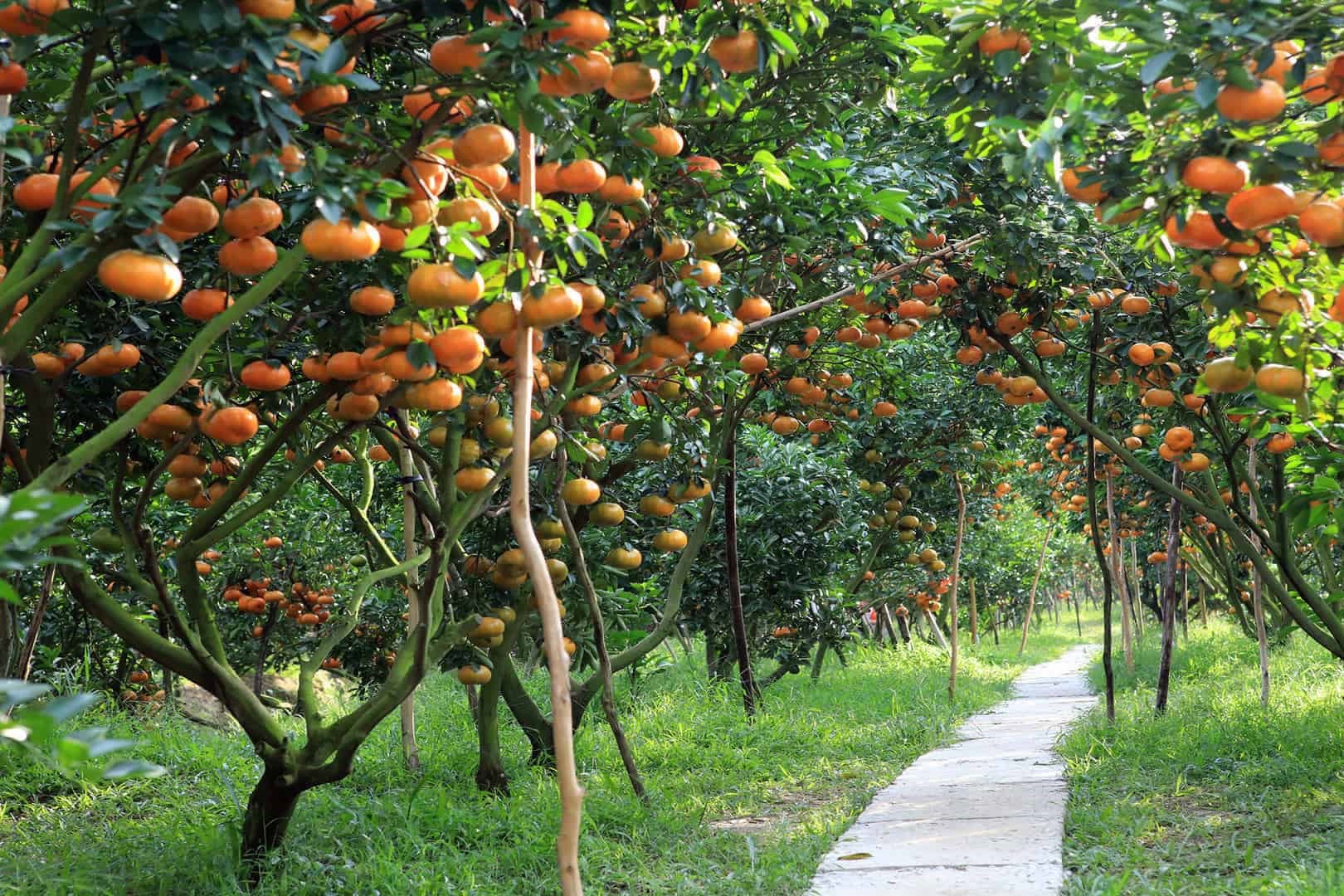 fruit-picking