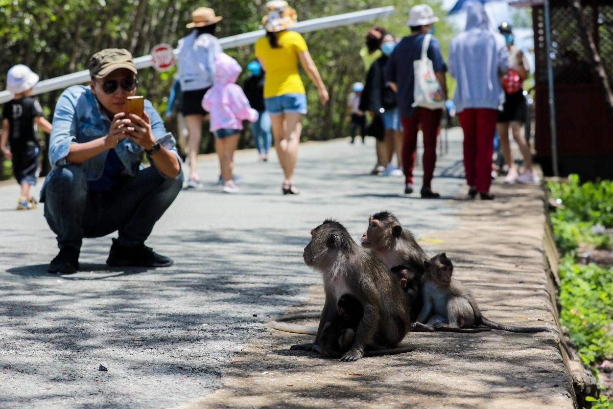 monkey-island-can-gio-10.jpg