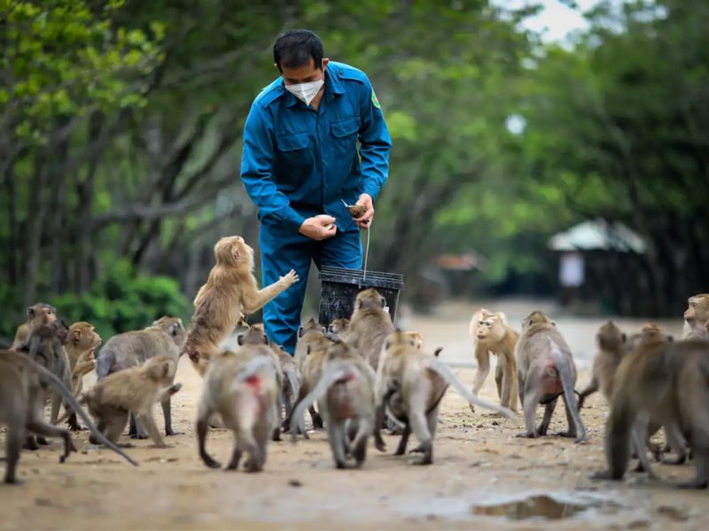 monkey-island-can-gio-11