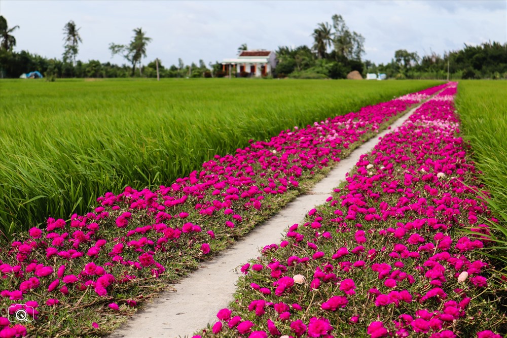 Muoi Gio Flower Street at Go Cong